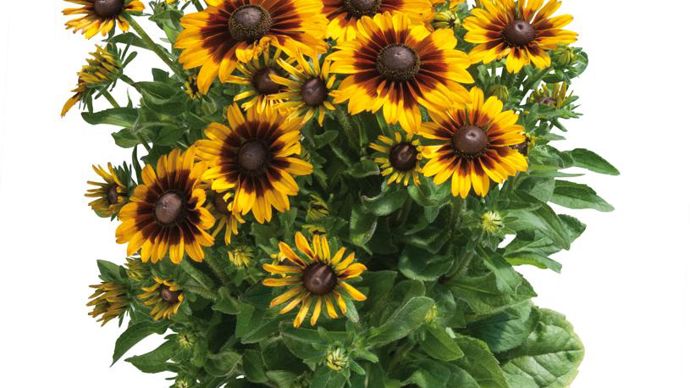 Rudbeckia ECHIBECKIA™ Summerina® Pecan Pie (Graines Voltz).